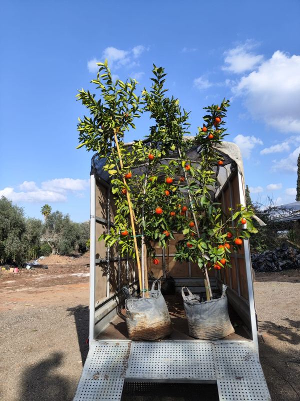 בחירת עץ פרי לשתילה אידאלית לפי עונה