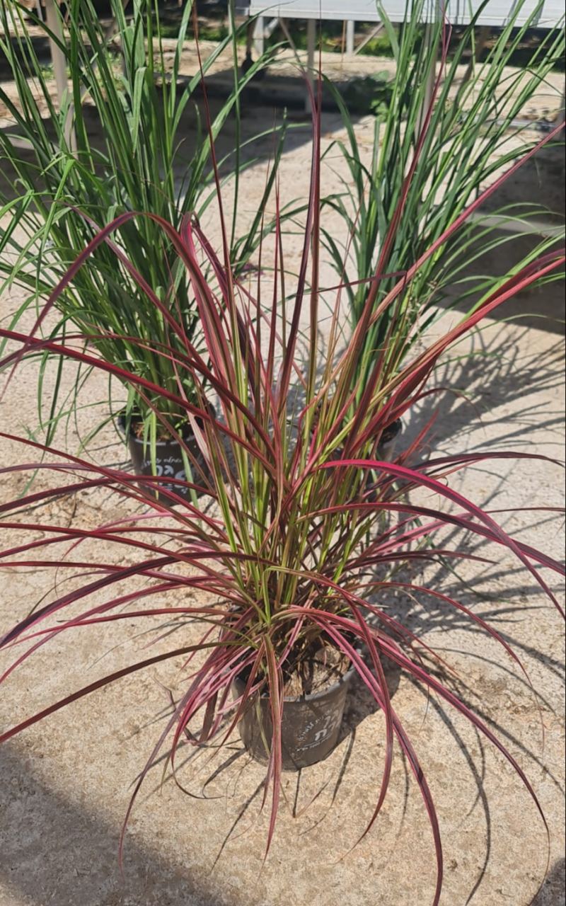 זיף נוצה ארגמני גודל 4(בינוני)