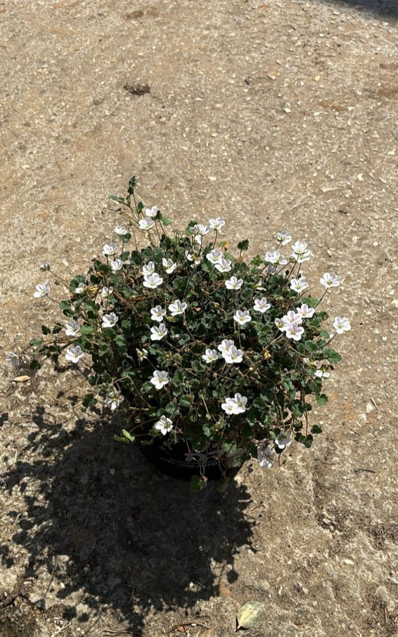 מקור חסידה