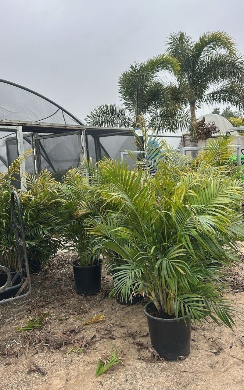 דקל אריקה בוגר ב25 ליטר