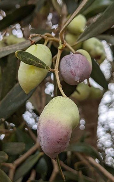 עץ זית בגודל בינוני ובוגר