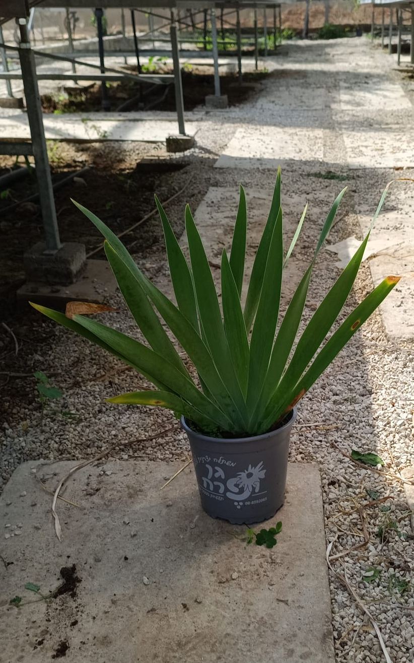 אירוס גרמני - גודל בינוני
